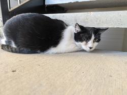 Found/Stray Unknown Cat last seen Stonepost Ranch Apts, Building 35, Stairwell, Overland Park, KS 66221