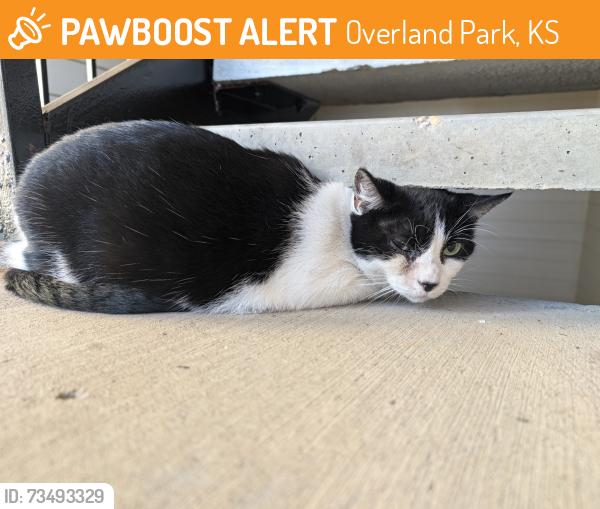 Found/Stray Unknown Cat last seen Stonepost Ranch Apts, Building 35, Stairwell, Overland Park, KS 66221