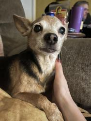 Reunited Female Dog last seen Greeley, Greeley, CO 80634