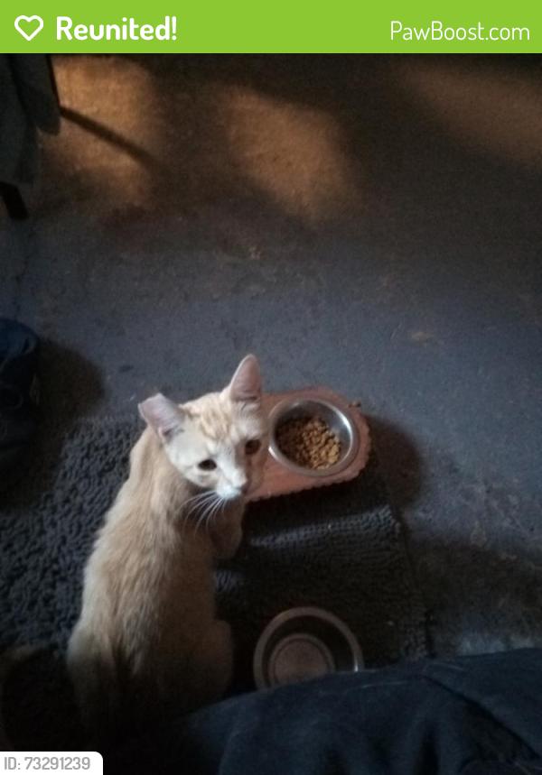 Reunited Female Cat last seen Mono drive, Modesto, CA 95354