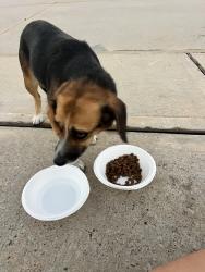 Found/Stray Female Dog last seen Jasper ridge dr, Hockley, TX 77447