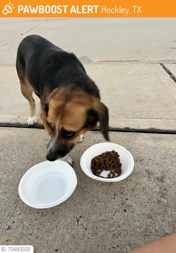 Found/Stray Female Dog last seen Jasper ridge dr, Hockley, TX 77447
