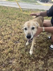 Found/Stray Male Dog last seen Nebraska St, Norman, Ok, Usa, Norman, OK 73069