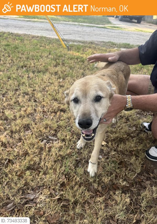 Found/Stray Male Dog last seen Nebraska St, Norman, Ok, Usa, Norman, OK 73069