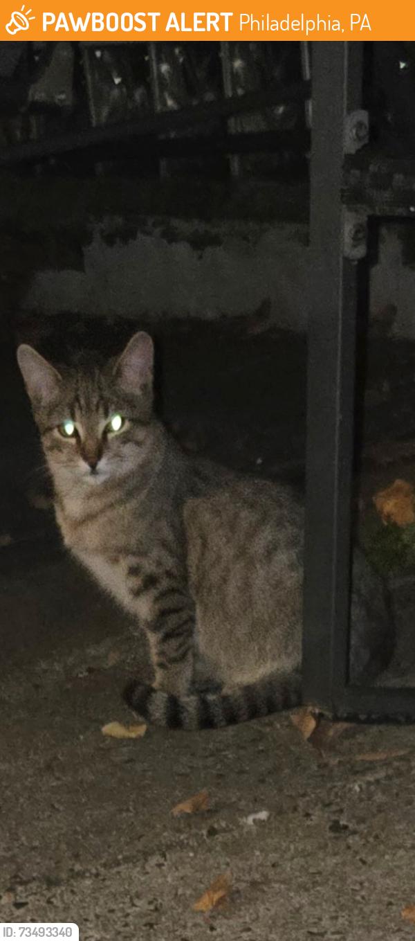 Found/Stray Unknown Cat last seen Rowland and Saint Vincent, Philadelphia, PA 19149