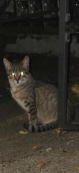 Found/Stray Unknown Cat last seen Rowland and Saint Vincent, Philadelphia, PA 19149
