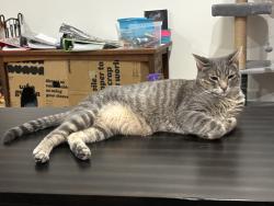Lost Male Cat last seen Remington, 56th, Lubbock, TX 79407