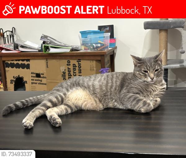 Lost Male Cat last seen Remington, 56th, Lubbock, TX 79407