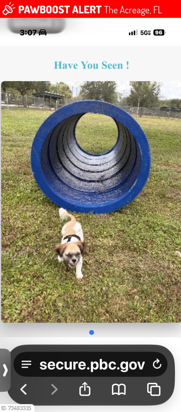 Lost Male Dog last seen Hall Blvd, The Acreage, FL 33470