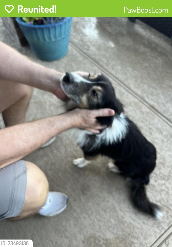 Reunited Male Dog last seen Westwood Neighborhood League City, Texas, League City, TX 77573