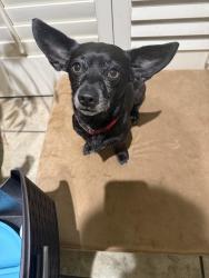 Found/Stray Male Dog last seen American River and Howe Ave, Sacramento, CA 95825