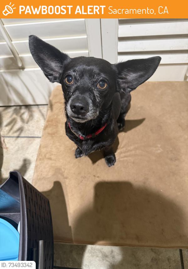 Found/Stray Male Dog last seen American River and Howe Ave, Sacramento, CA 95825