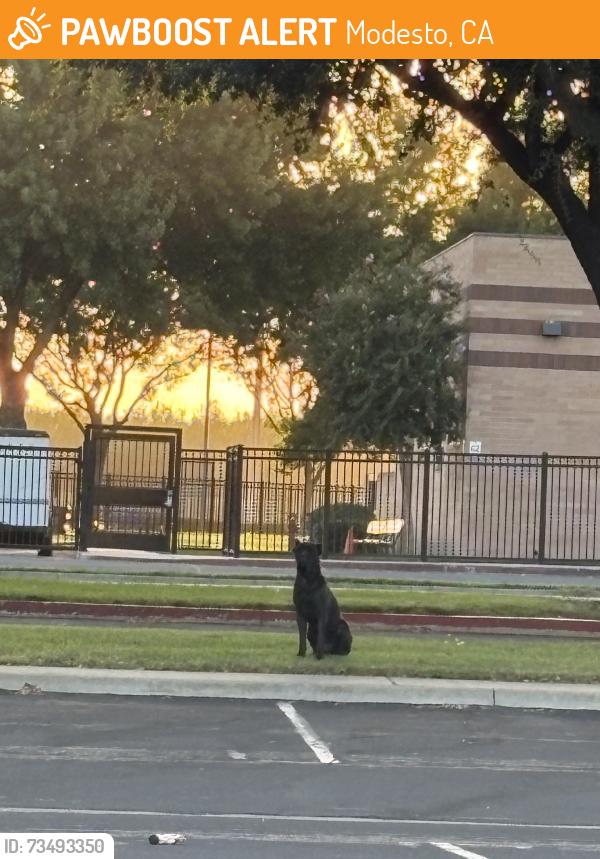 Found/Stray Unknown Dog last seen Claus rd, Modesto, CA 95357