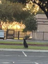 Found/Stray Unknown Dog last seen Claus rd, Modesto, CA 95357