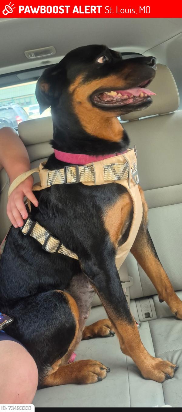 Lost Female Dog last seen Near Oberlin Dr, St. Louis, MO 63146, St. Louis, MO 63146
