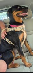 Lost Female Dog last seen Near Oberlin Dr, St. Louis, MO 63146, St. Louis, MO 63146