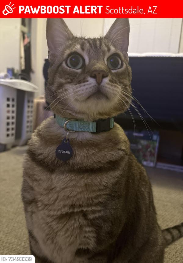 Lost Male Cat last seen Indian School & N 78th St, Scottsdale, AZ 85251