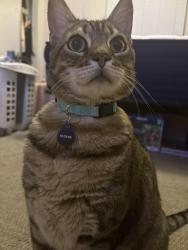 Lost Male Cat last seen Indian School & N 78th St, Scottsdale, AZ 85251