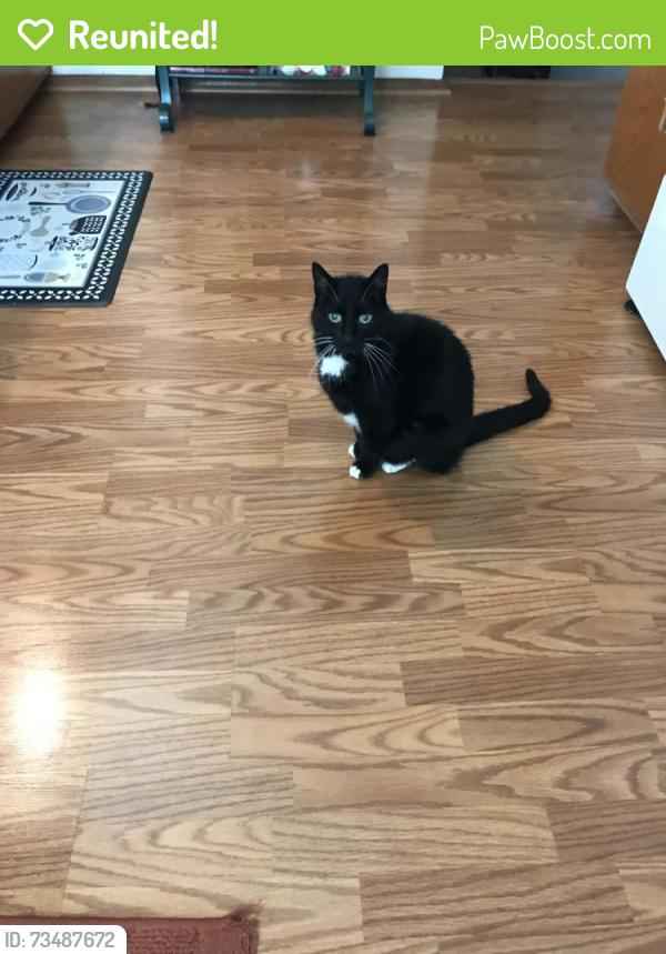 Reunited Male Cat last seen Near indian way north saint paul mn 55109, North Saint Paul, MN 55109