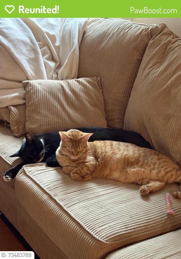 Reunited Male Cat last seen Near dowitcher ct, Oakley, CA 94561