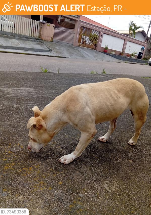 Found/Stray Female Dog last seen Rua Otávio Munhoz Santiago,489, Estação, PR 83705-250