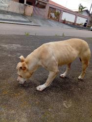 Found/Stray Female Dog last seen Rua Otávio Munhoz Santiago,489, Estação, PR 83705-250
