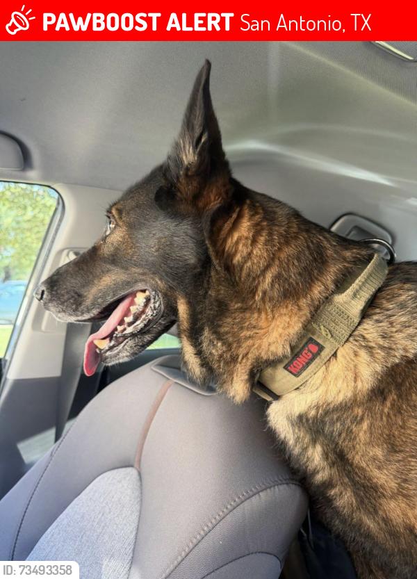 Lost Female Dog last seen El Sendero, San Antonio, TX 78245