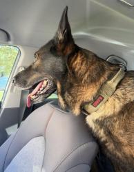 Lost Female Dog last seen El Sendero, San Antonio, TX 78245