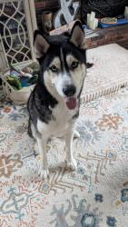 Found/Stray Male Dog last seen Westgate and Old Mount Vernon, Mount Vernon, VA 22309