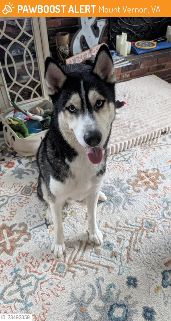 Found/Stray Male Dog last seen Westgate and Old Mount Vernon, Mount Vernon, VA 22309