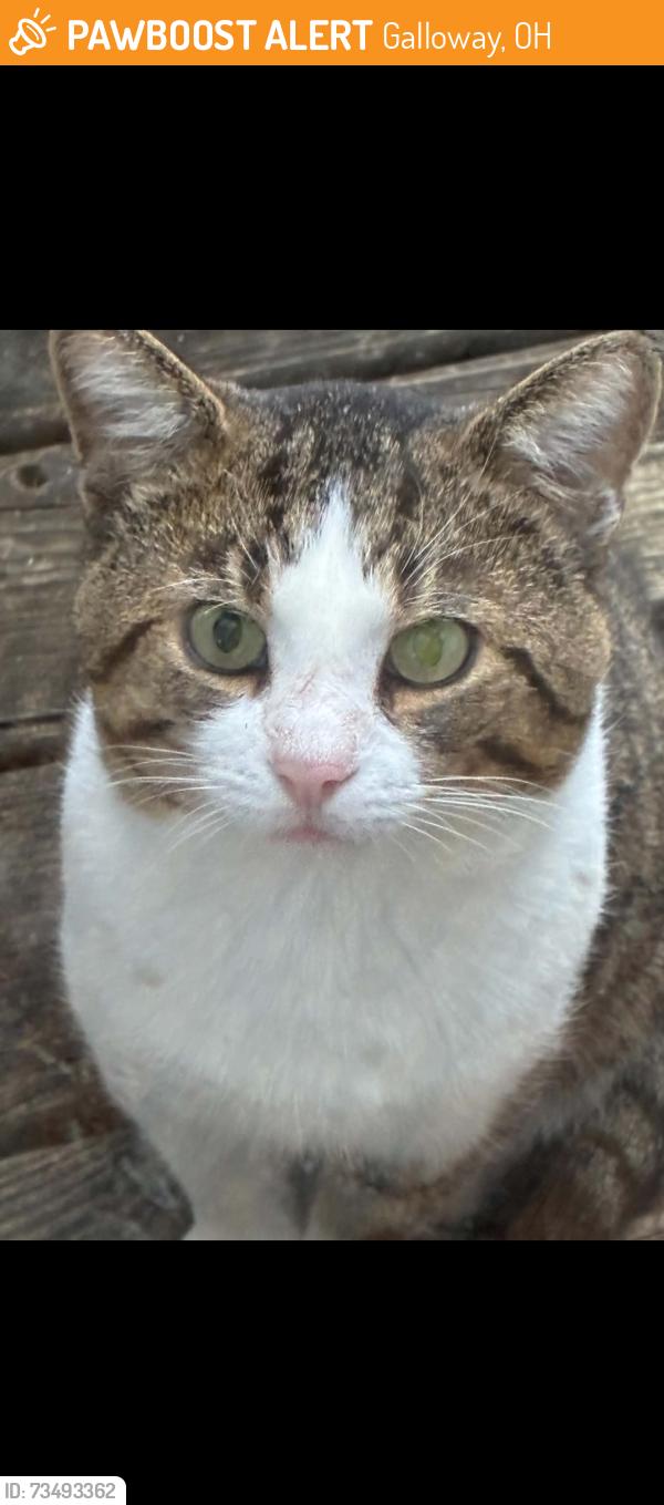 Found/Stray Unknown Cat last seen Norton rd, Galloway, OH 43119