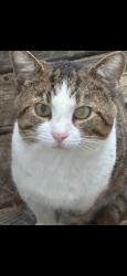 Found/Stray Unknown Cat last seen Norton rd, Galloway, OH 43119