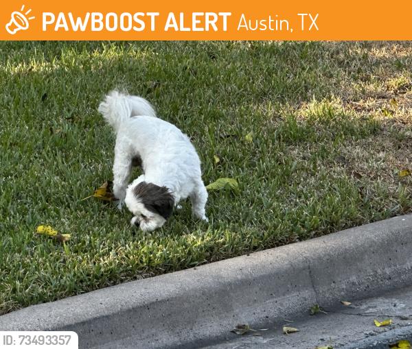 Found/Stray Male Dog last seen Near little Elm Park 78758, Austin, TX 78758
