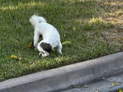 Found/Stray Male Dog last seen Near little Elm Park 78758, Austin, TX 78758