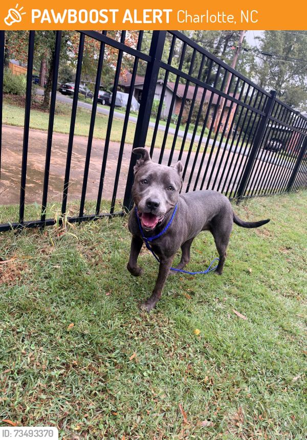 Found/Stray Female Dog last seen Shannon Park Neighborhood, Charlotte, NC 28215