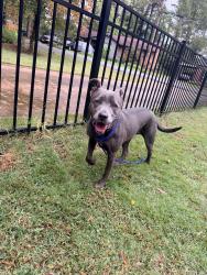 Found/Stray Female Dog last seen Shannon Park Neighborhood, Charlotte, NC 28215