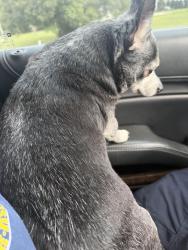 Found/Stray Male Dog last seen Magnolia springs road, Escambia County, FL 32526
