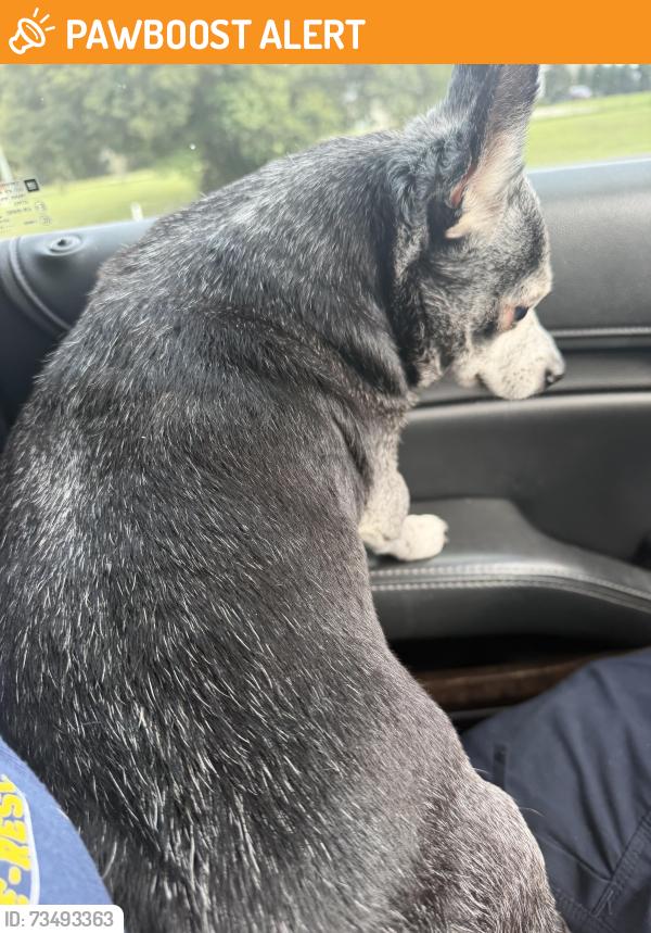 Found/Stray Male Dog last seen Magnolia springs road, Escambia County, FL 32526