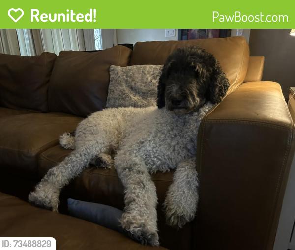 Reunited Male Dog last seen 15th Ave. and Weldon Ave., Phoenix, AZ 85015