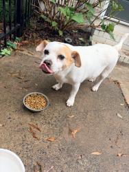 Reunited Male Dog last seen Near Kinsale Ln, Charlotte, NC 28215, USA, Charlotte, NC 28215