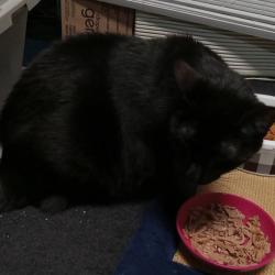 Shelter Stray Female Cat last seen , Animal Care & Control Team of Philly, 111 W Hunting Park Ave, Philadelphia, PA 19140, USA