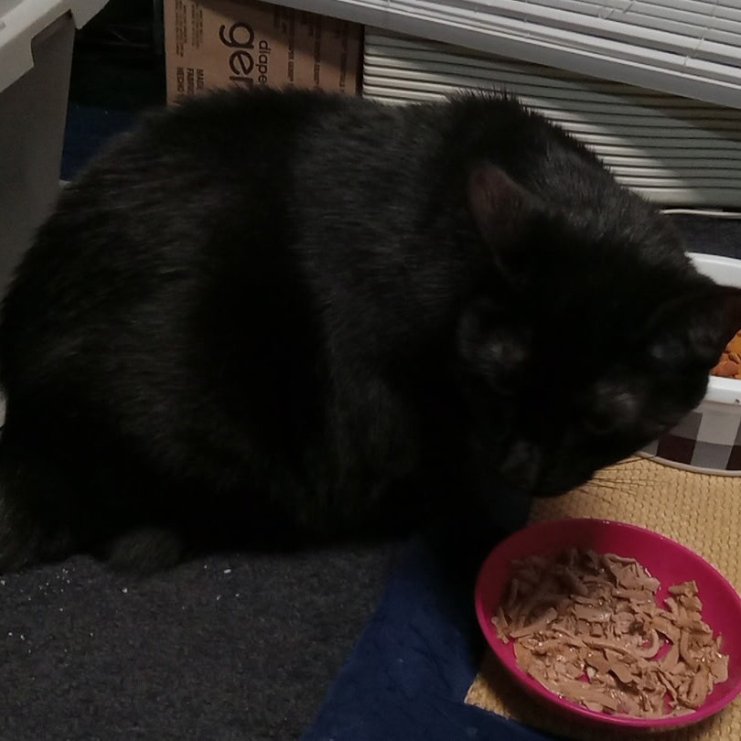 Shelter Stray Female Cat last seen , Animal Care & Control Team of Philly, 111 W Hunting Park Ave, Philadelphia, PA 19140, USA