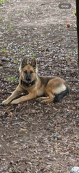 Found/Stray Female Dog last seen Chapel Hill ISD, Mount Pleasant, TX 75455
