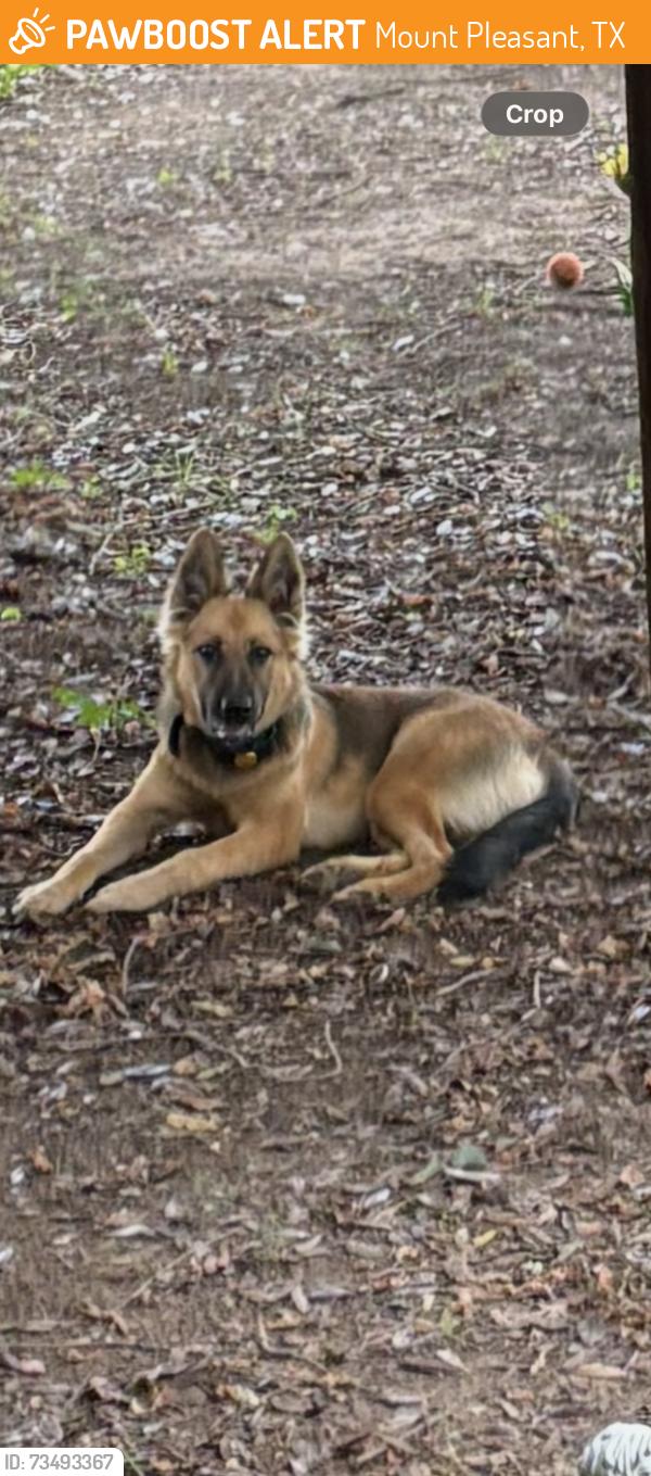 Found/Stray Female Dog last seen Chapel Hill ISD, Mount Pleasant, TX 75455