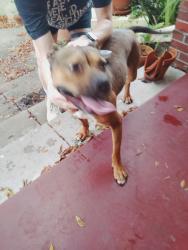 Reunited Female Dog last seen N. 13th St and Powhatten, Tampa, FL 33604