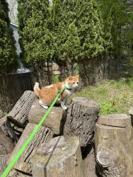 Lost Male Cat last seen Rt 242, Holimont ski area across street, Ellicottville, NY 14731