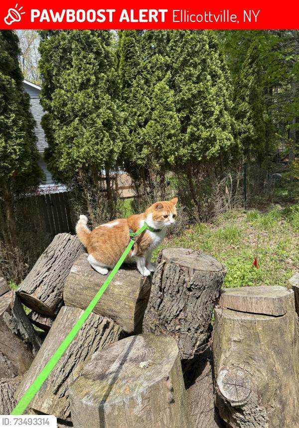 Lost Male Cat last seen Rt 242, Holimont ski area across street, Ellicottville, NY 14731