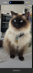 Lost Male Cat last seen At home, Suffolk, England CO10 2SQ