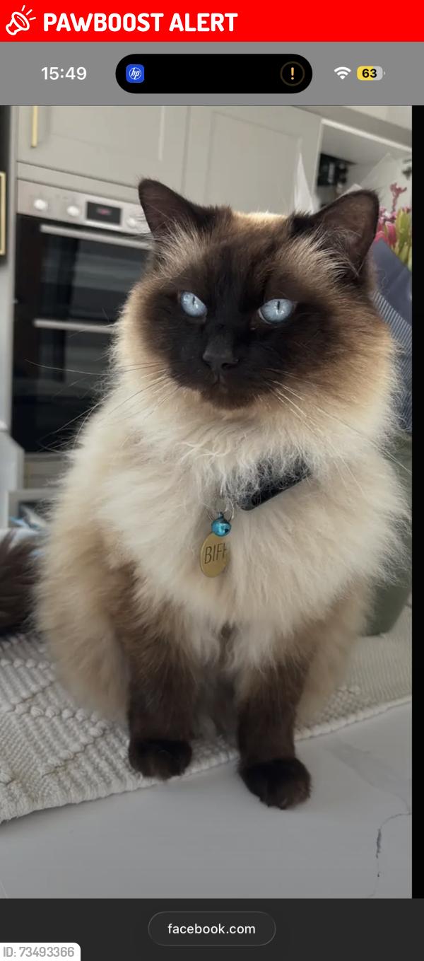 Lost Male Cat last seen At home, Suffolk, England CO10 2SQ