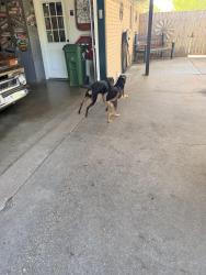Found/Stray Unknown Dog last seen Alamosa, Hewitt, TX 76643
